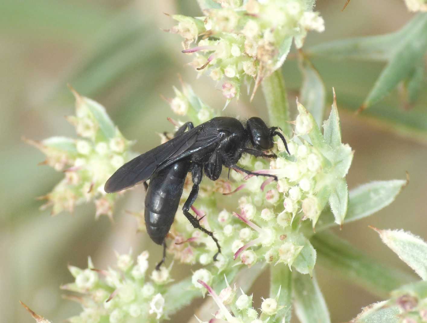 Pompilidae nero